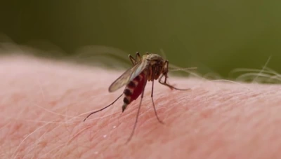 Llamado a fortalecer medidas en casa para evitar proliferación del Aedes Aegypti y la propagación del dengue en el departamento
