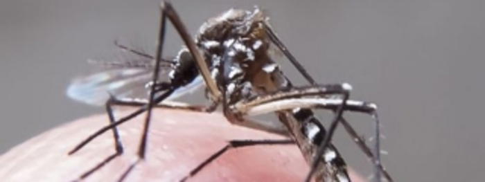 Autoridades de salud anuncian posible llegada a Colombia de dos nuevos virus similares al dengue, chikungunya y el zika