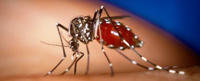 En tres semanas se decretaría el cierre de la epidemia de dengue en el Valle