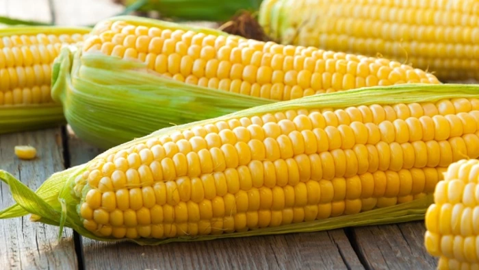 Diez hábitos sanitarios de un exitoso productor de maíz