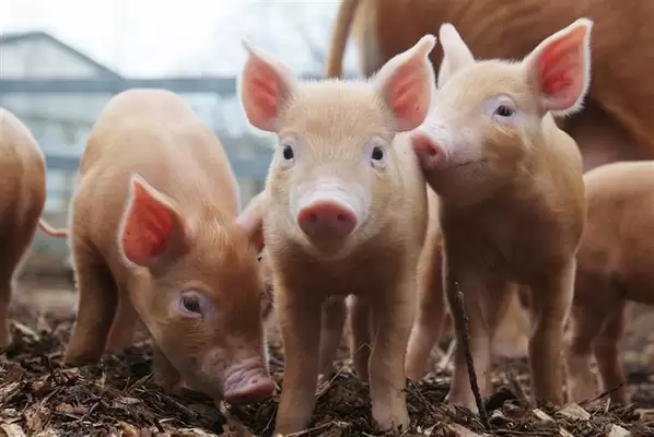 Como aplicar la responsabilidad social empresarial en las granjas porcinas.