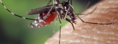Enfermedad del Zica superó los 300 casos en el Valle del Cauca