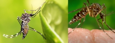 Taller de actualización sobre el Zika en Cali