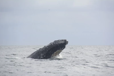 Temporada de ballenas y semana de receso escolar dieron nuevo empujón al turismo del Valle del Cauca