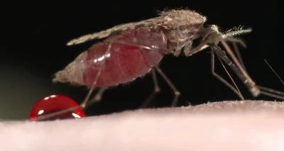 Evitar criaderos del zancudo de patas blancas y la consulta oportuna, claves para controlar los casos de dengue en el Valle