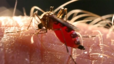 En 30 días una zancuda de Aedes Aegypti pone mil huevos, es clave no tener depósitos de agua limpia