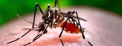 Embarazadas a protegerse de la picadura del zancudo transmisor del dengue y Zika: autoridades de Salud del Valle