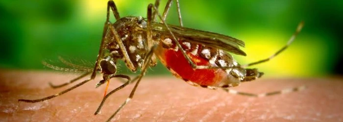 Secretaría de Salud del Valle pide a médicos diagnosticar oportunamente la malaria