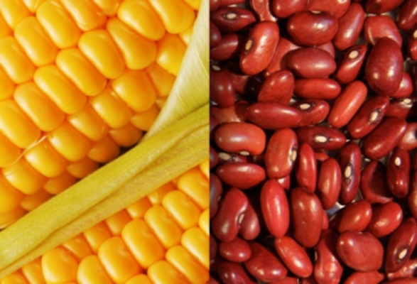 Programa piloto de producción de frijol y maíz biofortificado se adelanta en 17 instituciones educativas con modalidad agropecuaria 