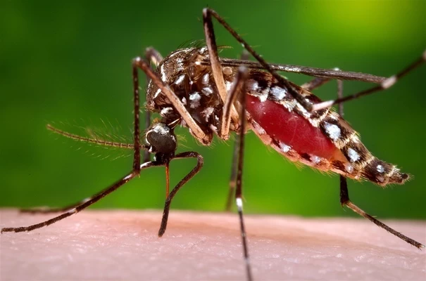 Secretaría Departamental de Salud pide a embarazadas protegerse  del Aedes Aegypti, trasmisor de dengue, zika y chikunguña