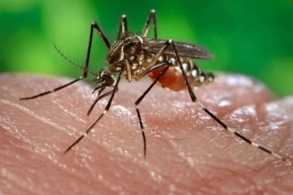 No acumular agua le cierra el paso al Aedes Aegipty y al dengue