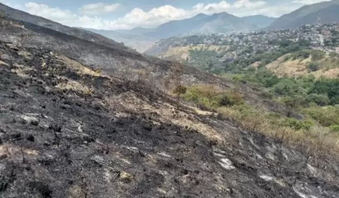 Con el programa ‘Colinas más Verdes’, la Gobernación sembrará árboles para recuperar zonas quemadas por incendios forestales