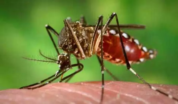 *El Valle del Cauca en alerta por casos de Dengue*