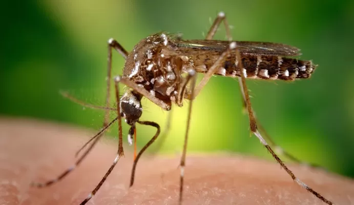 A 4.005 ascienden los casos de dengue reportados en el Valle del Cauca