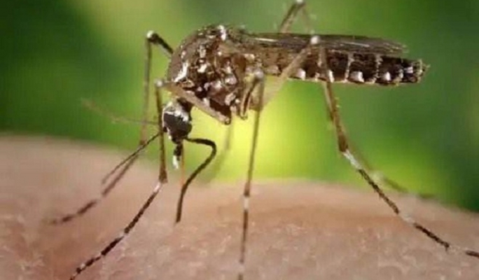 Secretaría de Salud pide a la comunidad  consultar a Eps por síntomas de dengue