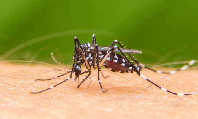 Epidemia de dengue empieza a bajar en el Valle del Cauca