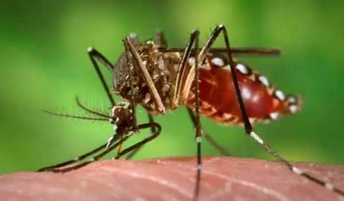 Valle del Cauca continúa en alerta por epidemia de dengue