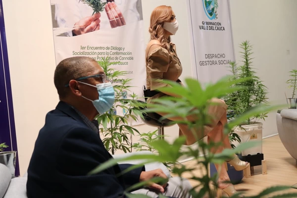El Valle le apuesta al cannabis medicinal para impulsar  la reactivación económica del sector agrícola