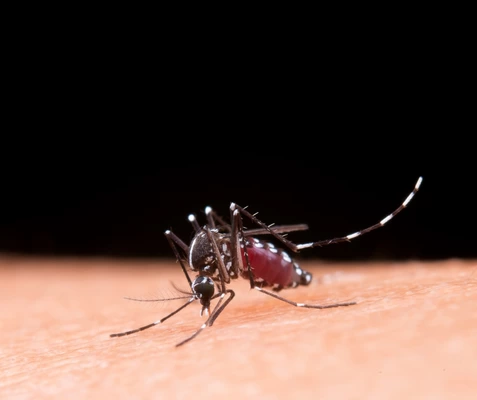 El Valle del Cauca continúa en alerta por casos de dengue