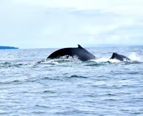 El avistamiento de ballenas en el Pacífico, otro motor de la reactivación económica del Valle Invencible