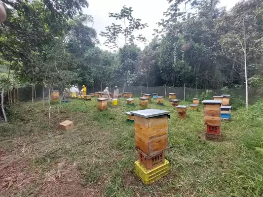 En los Farallones, familias que cambiaron la minería ilegal por la miel empiezan a generar ingresos