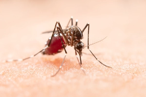 Autoridades de Salud reportan primera muerte por dengue en 2022