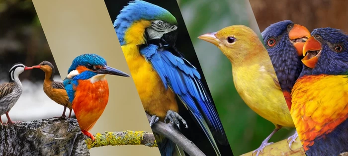 El 14 de mayo la invitación para los vallecaucanos  es a contar aves en el Global Big Day