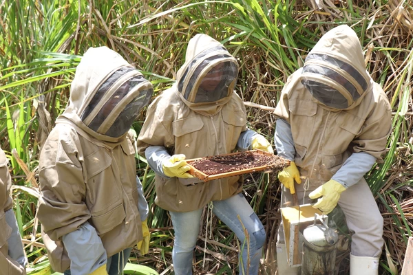 La cadena productiva de la miel se fortalece con acciones del Gobierno del Valle